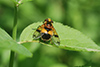 Volucella inflata